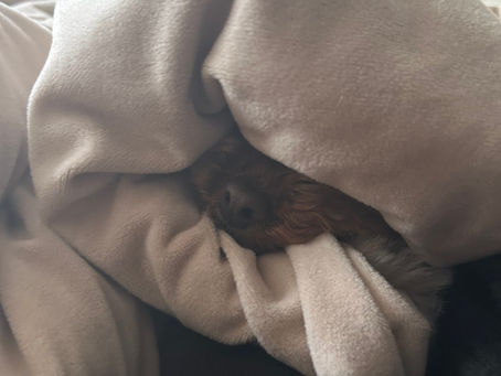 春が楽しみです