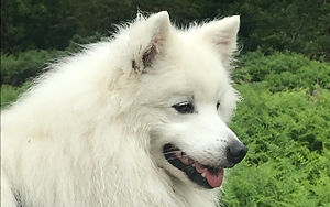 Veterinary Care of your Dog