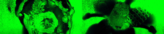Green Flash 2.jpg