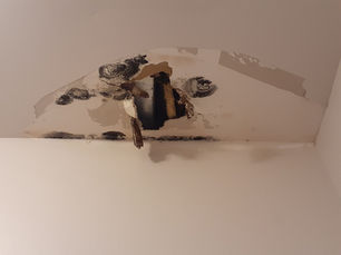 Local Ceiling Drywall Repair and Paint Job After a Roof Leak In Pompano Beach