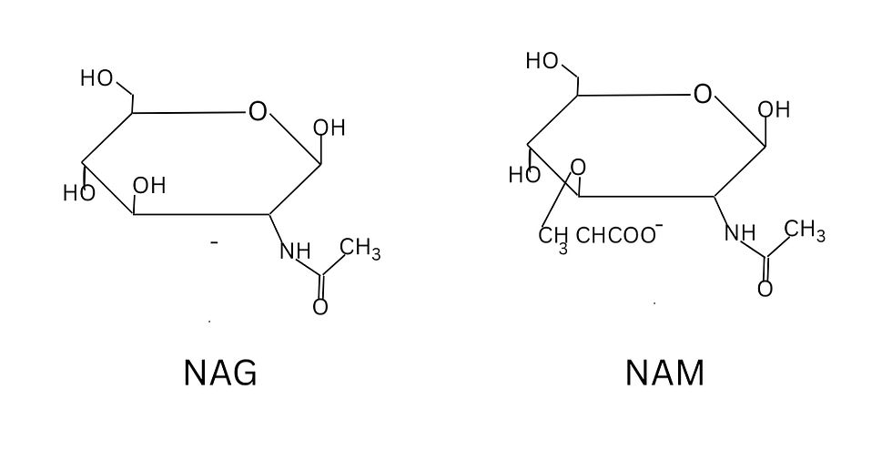 Chemical structures of NAG and NAM are displayed side by side. Both are cyclic molecules, with N-acetyl groups, labeled accordingly.
