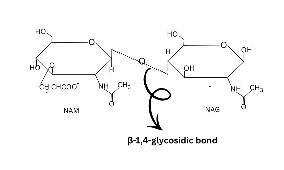 Chemical diagram of NAM and NAG molecules linked by a β-1,4-glycosidic bond, with an arrow pointing to the bond. Black and white.