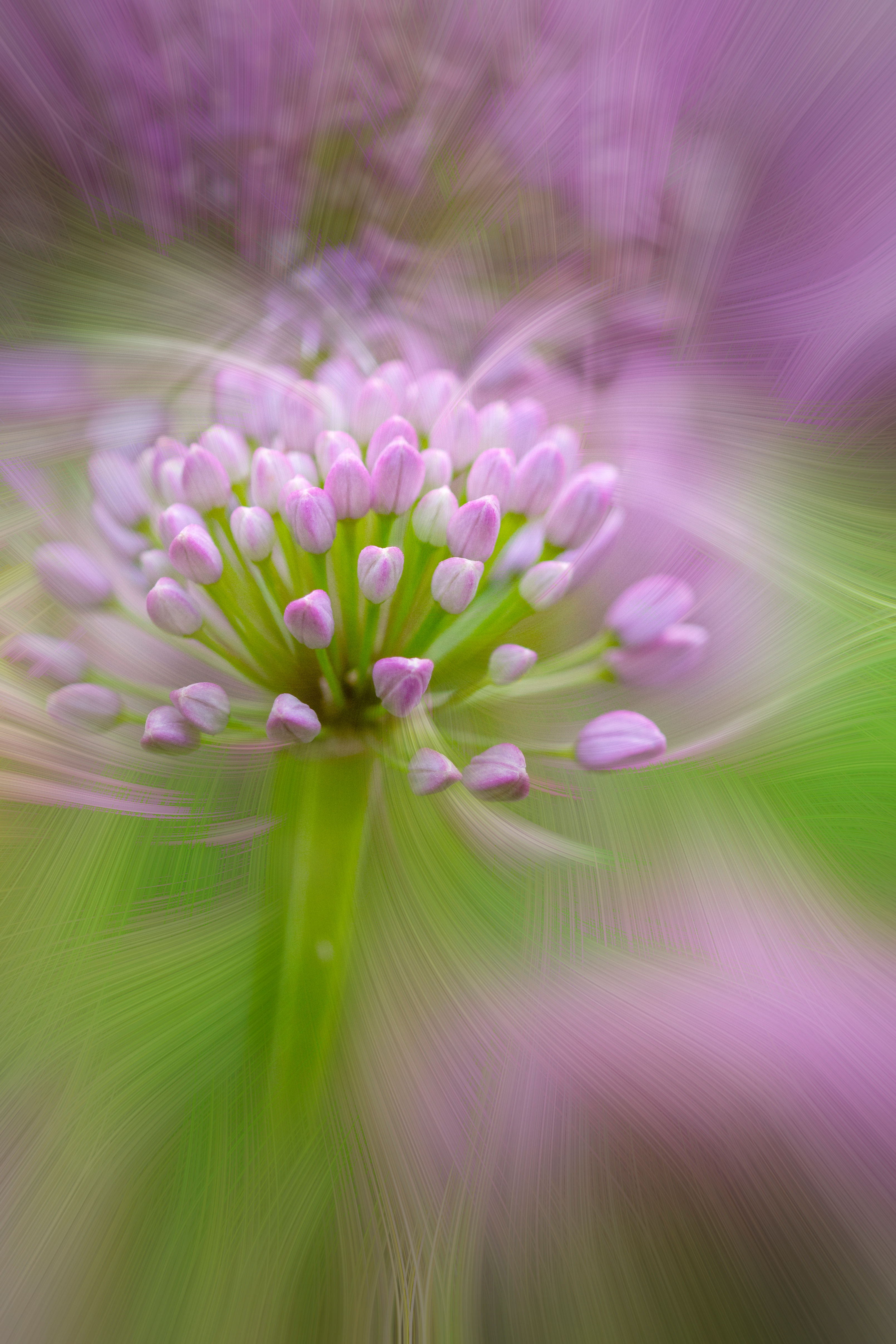 Brushed aluminum photograph Pink Allium