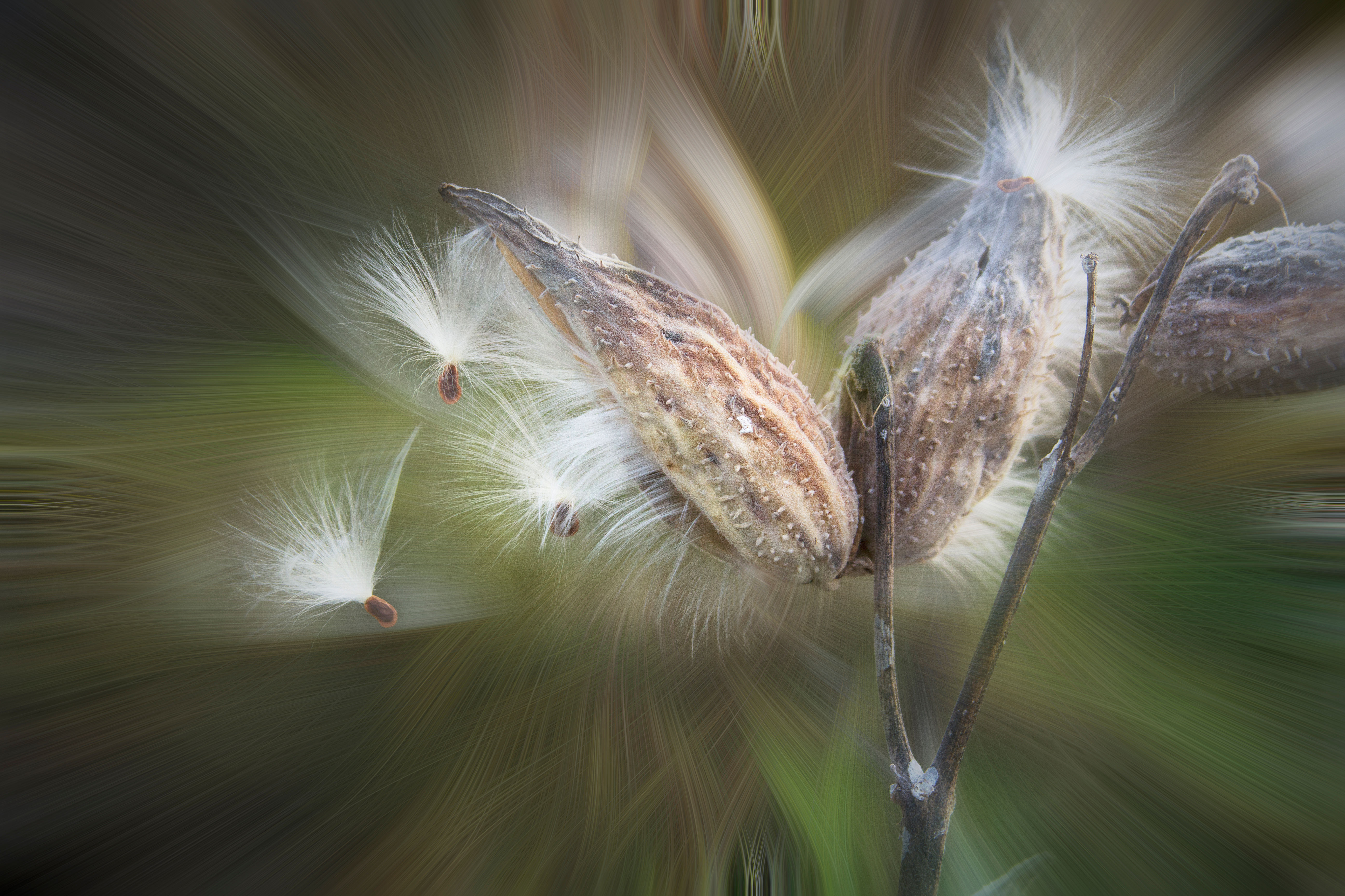 Brushed aluminum photograph Milkweed Pod