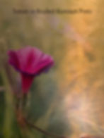 Thumbnail: Brushed aluminum photograph Purple Cranesbill