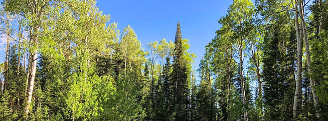 Panorama of pine, blue spruce and quacking aspen trees.
