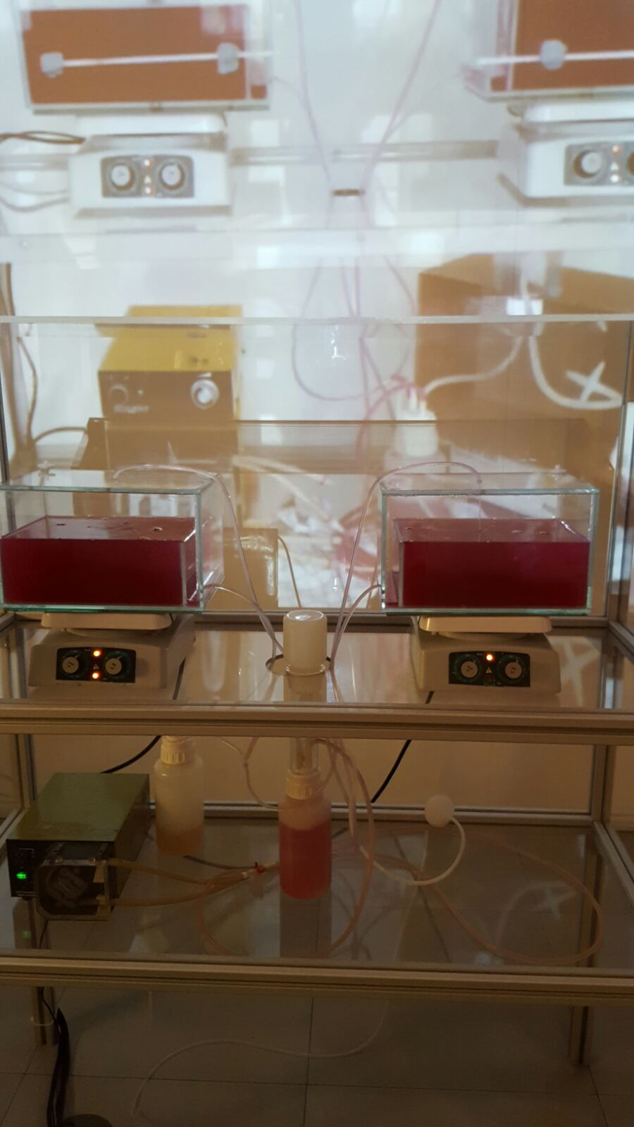 The bioreactors are so dense with cells that the faces are invisible. We switched the stirers down to allow the cells to start settling and switched up the temperature slightly to optimise cell growth for the remaining three weeks.