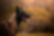 02A701D0-0B17-472E-95E5-C403CB54CFFA.jpeg