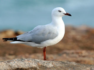 The Eighth Podcast: Seagull Medicine & The Ordinary