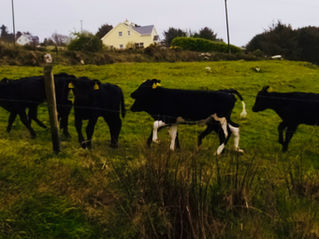 Third Podcast: Farm Lessons in Joy