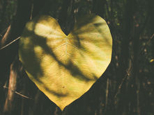 Forest & Human Guardianhip
