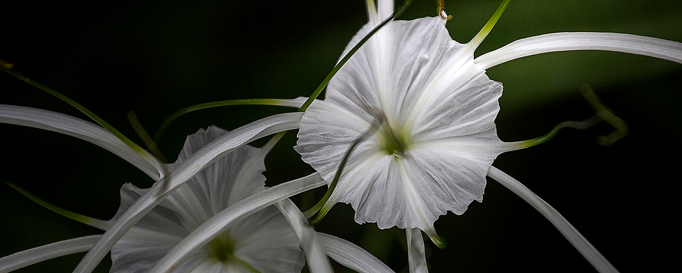 14_Cape lily_Crinum lily_6907_พลับพลึงดอ