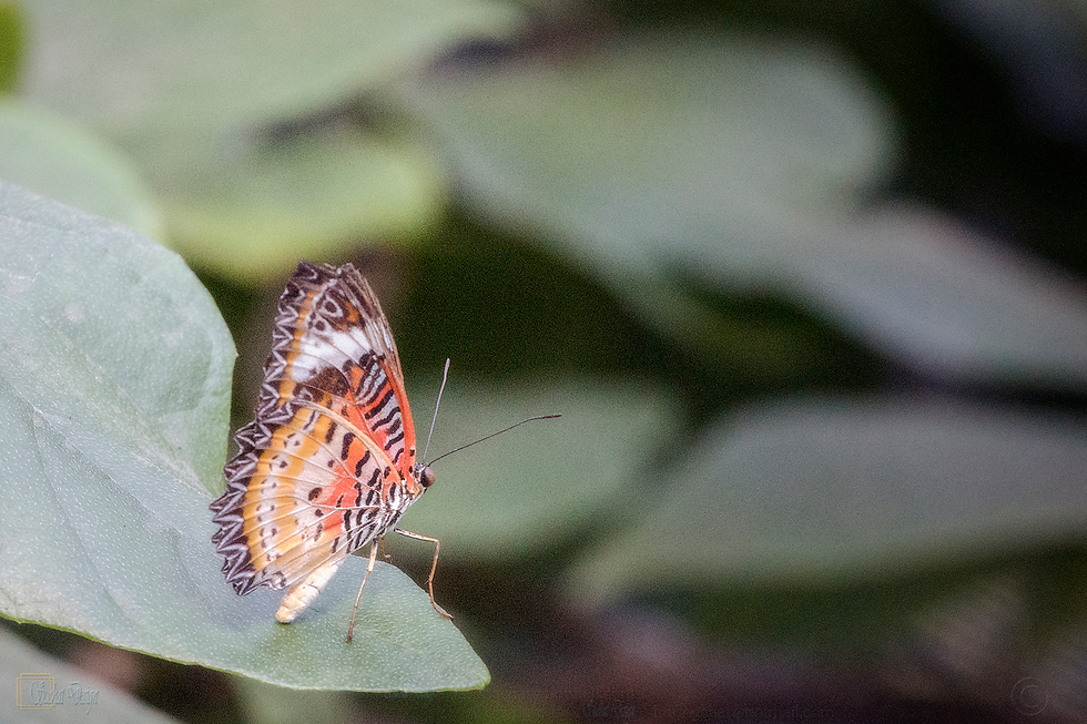 Butterfly_7779_ถามผีเสื้อ เจ้าผีเสื้