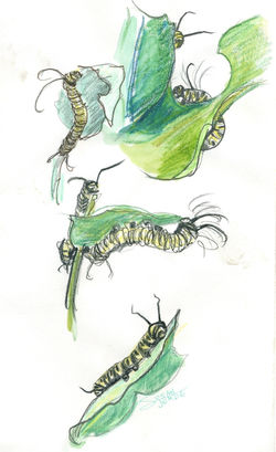 Monarch