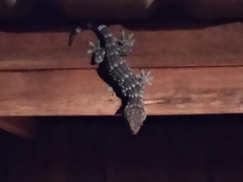 Tokay gecko on a wooden surface exploring humanity.