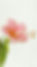 hibiscus_edited.jpg