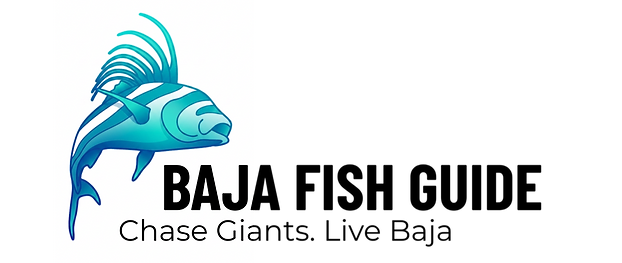 Baja Fish Guide (2000 x 700 px) (3)_edited.png