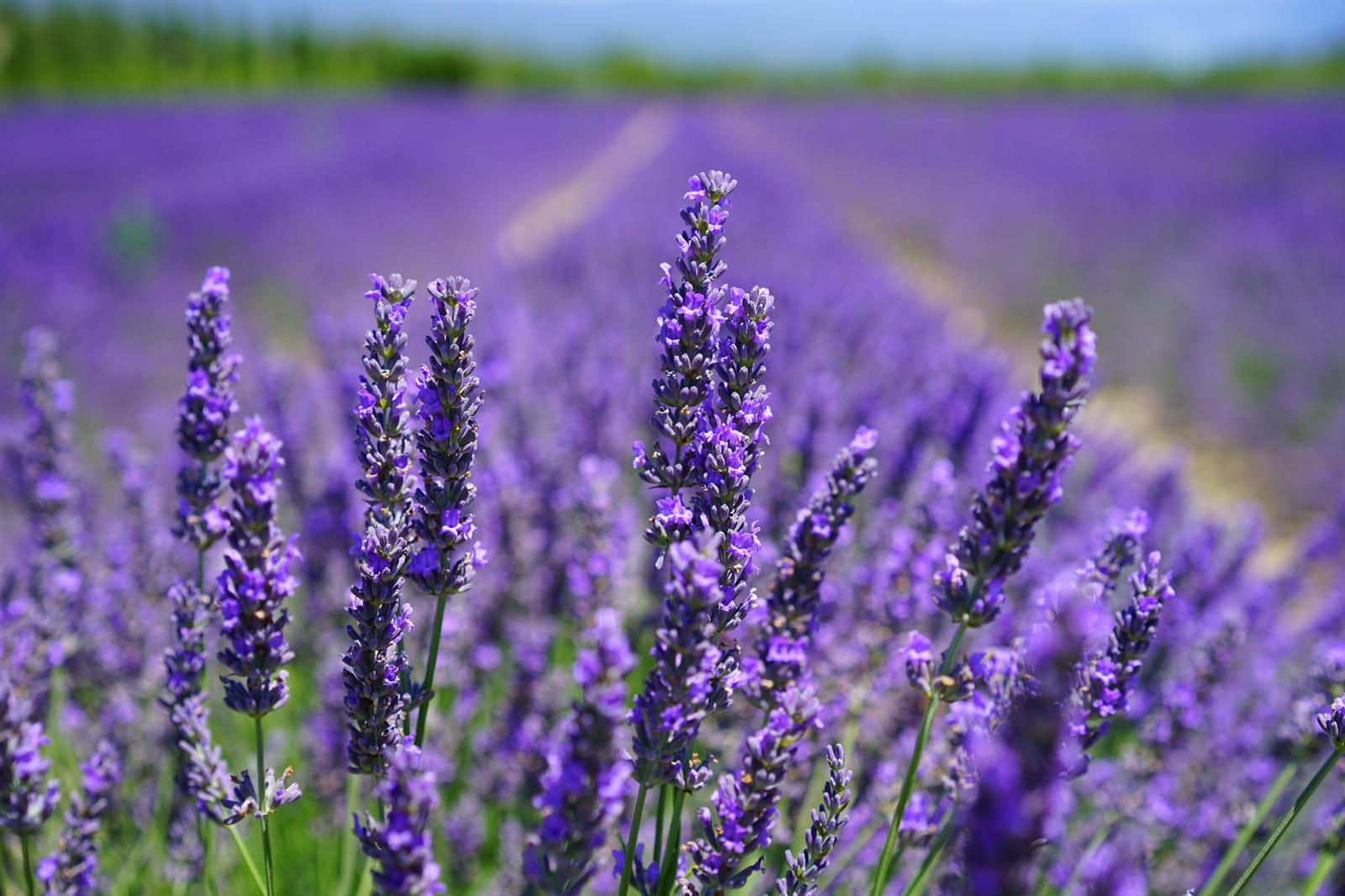 Lavender spray