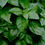 Thumbnail: Basil oil