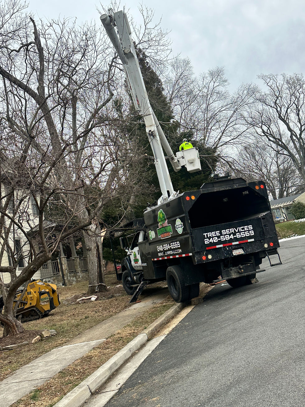 Bucket truck using safe tree removal techniques.