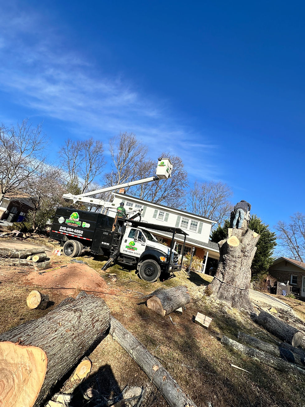 Beautiful Yards tree service crew removing a large tree.