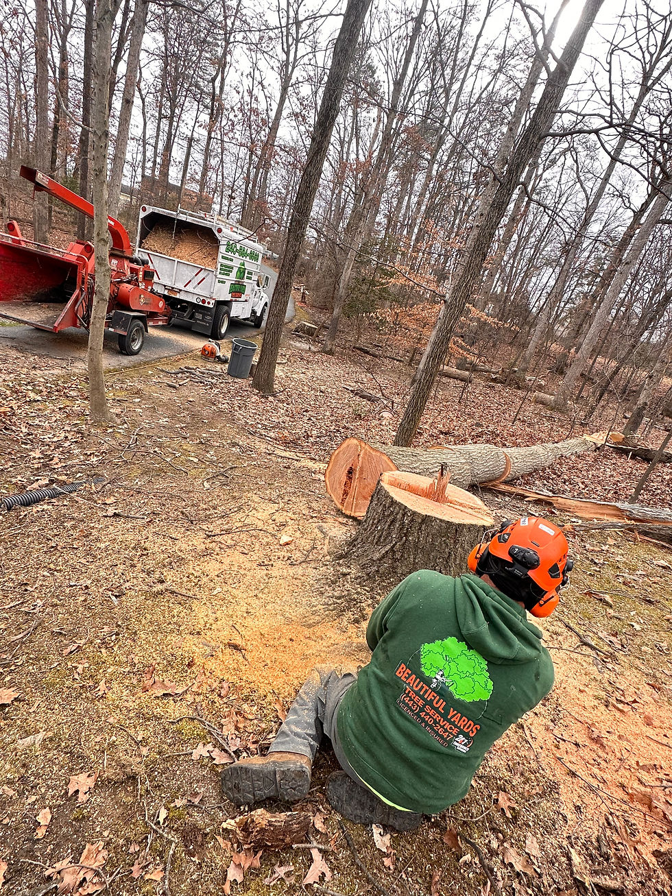 Arborist providing professional tree removal services beside a stump