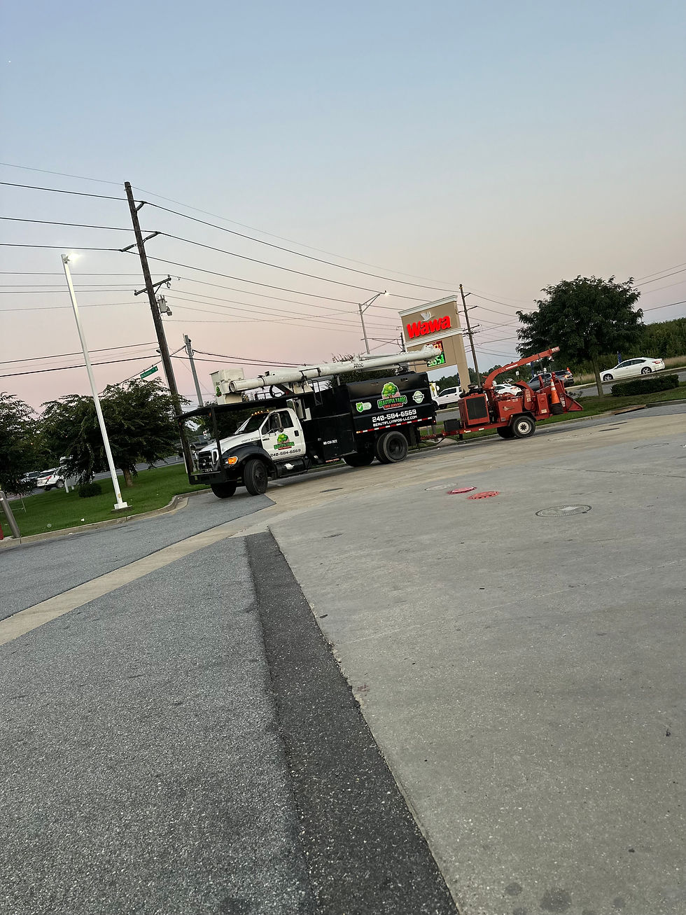 Professional tree service in my neighbourhood with crew truck.