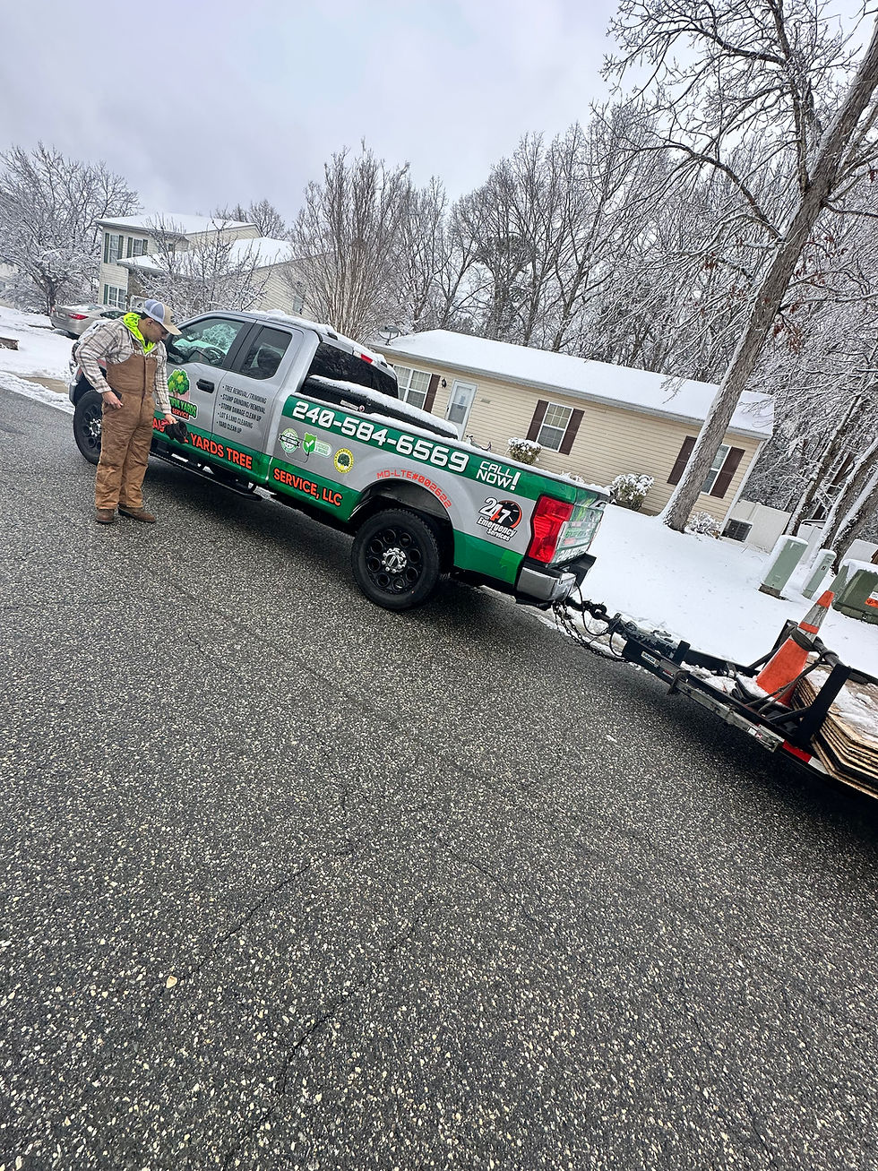 Professional tree service in my neighbourhood during winter