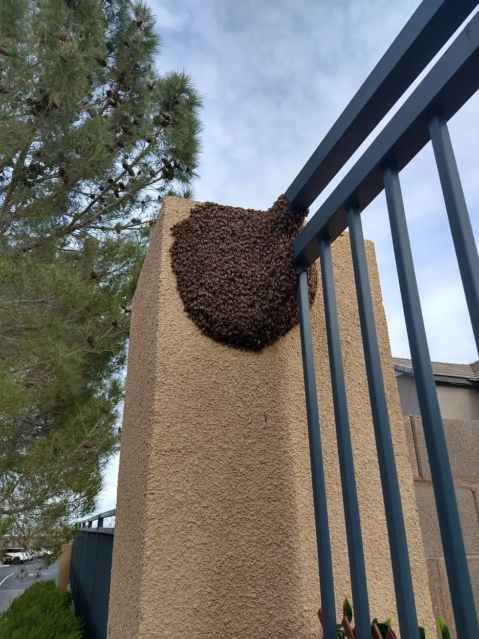 A beautiful bee swarm on a stucco structure