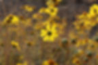 Yellow wildflowers look so pretty when in bloom 