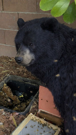The Bear In The Garden: Why You Should Never Wear Black Around Bees.