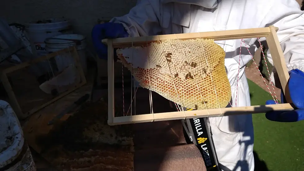 Lots of honey and nectar on this comb