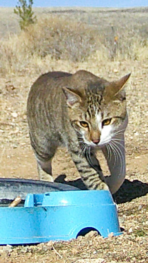 Do Honey Bees Like Cats? Vegas Bees Knows