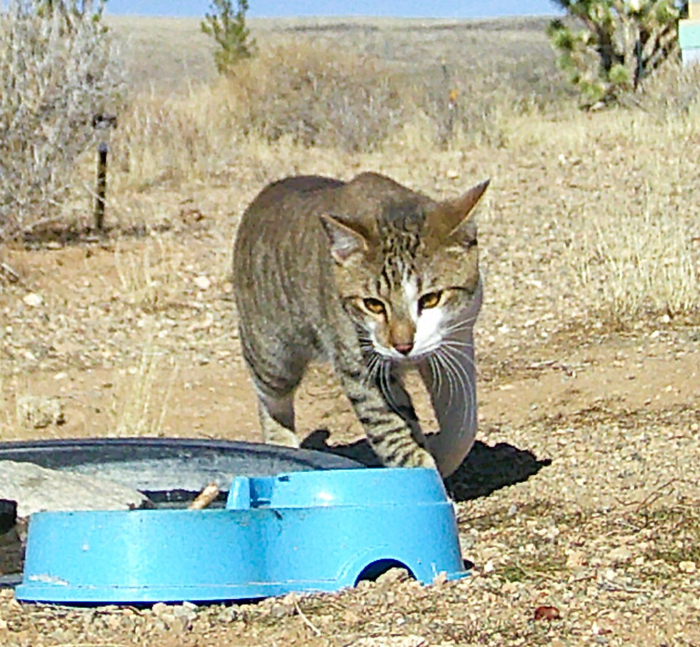 This cat sees lots of bees in the apiary