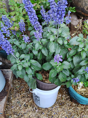 Mystic Spires Salvia is The Best Bee Plant for Las Vegas Gardens.