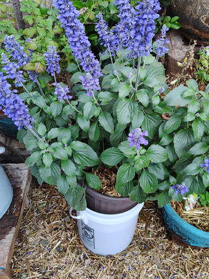 Mystic Spires Salvia is The Best Bee Plant for Las Vegas Gardens.