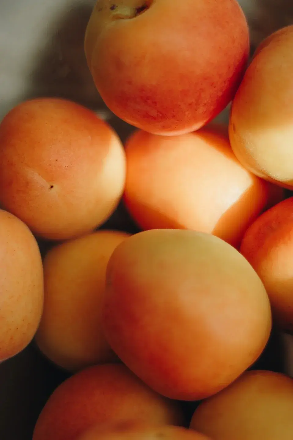 Apricot blossoms are a beacon for honeybees