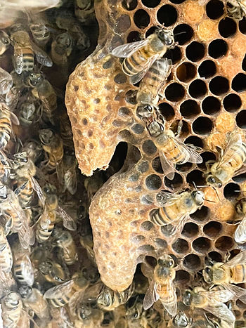 AI picture of a honeycomb with a Supersedure Cell