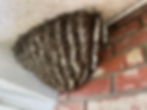 Massive cluster of honeybees hanging under a house eave beside a brick wall, with exposed white comb.