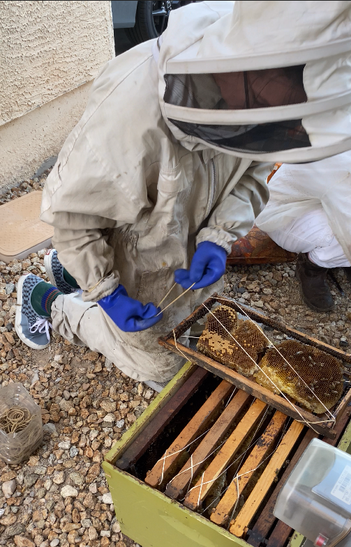 Beekeeper inspecting honeycomb frames
