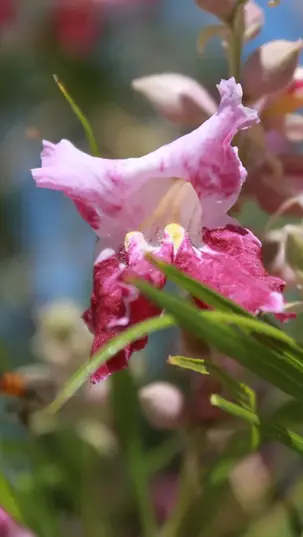 The Desert Willow is a Honeybee Haven for Las Vegas Homeowners
