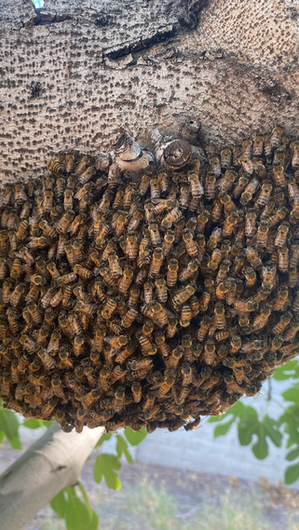 How Long Does It Take Bees to Build a Hive After a Swarm?