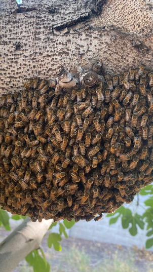 How Long Does It Take Bees to Build a Hive After a Swarm?
