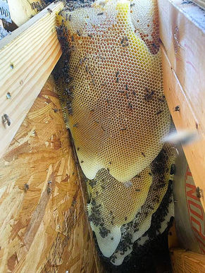 Can Bees Chew Through Drywall and Sheetrock?