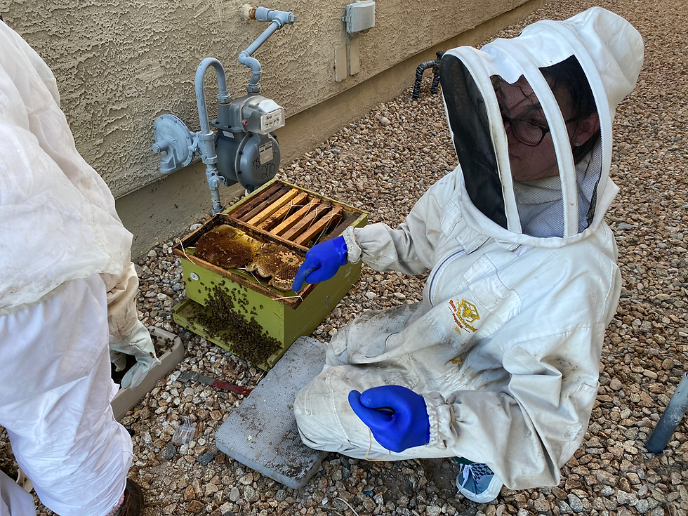 Nicole and Jimmy's Beehive Removal in Las Vegas