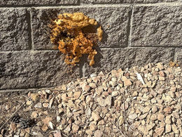 Can You Seal Bees In Your Wall With Spray Foam? Here's What Actually Happens.