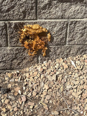 Can You Seal Bees In Your Wall With Spray Foam? Here's What Actually Happens.