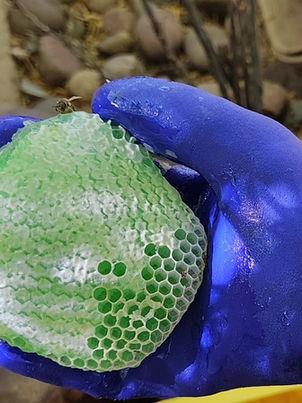 We Removed a Beehive and Found Green Honey Inside.