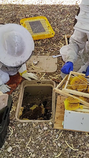 Randy's Bee Removal Pictures