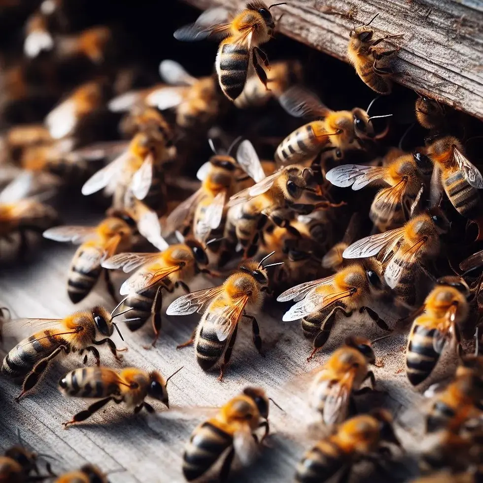 Without the honeybees, the almond industry would be in serious trouble